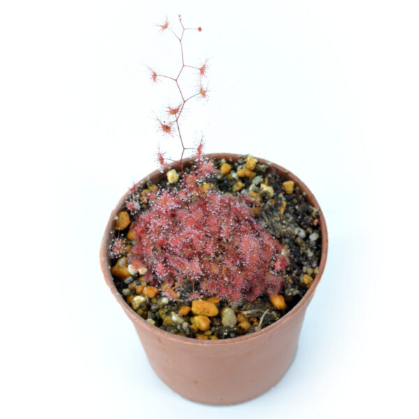 Drosera gracilis (peltata complex)
