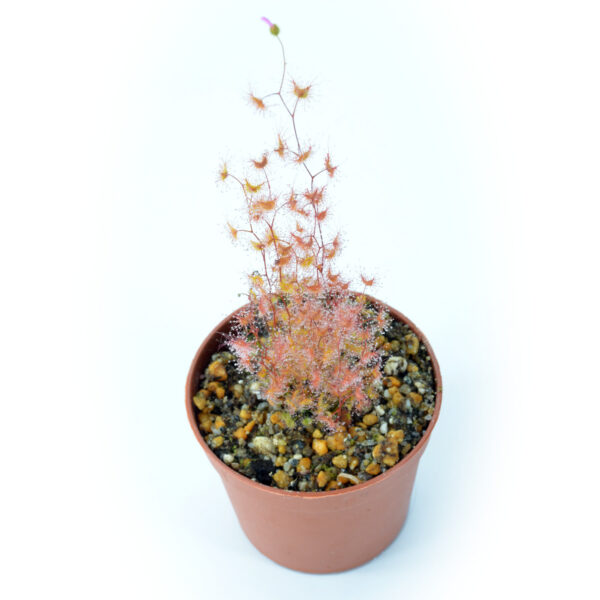 Drosera gunniana "red form"