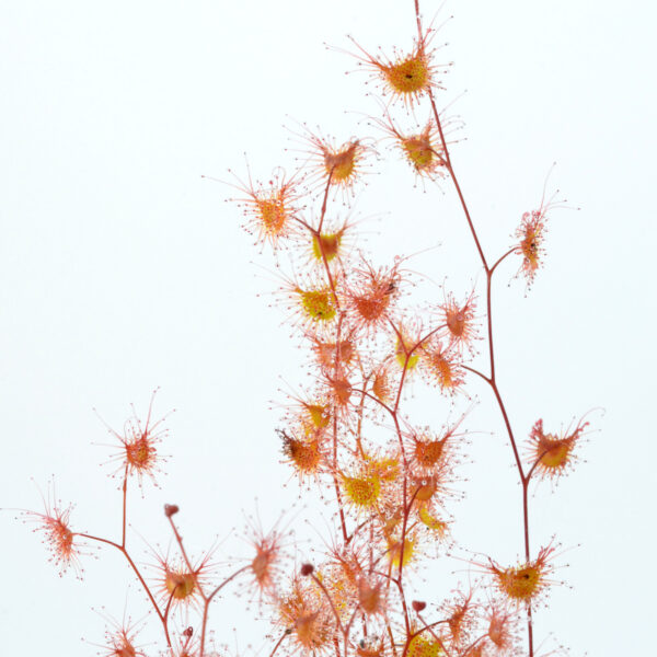 Drosera gunniana "red form"