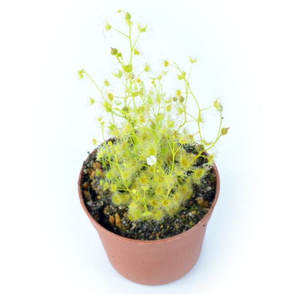Drosera gunniana "red form"