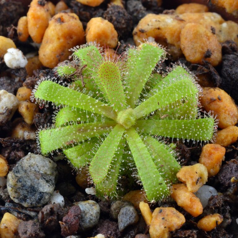 Drosera cistiflora "Salmon flower" [Moedverloor, Republic of South Africa]