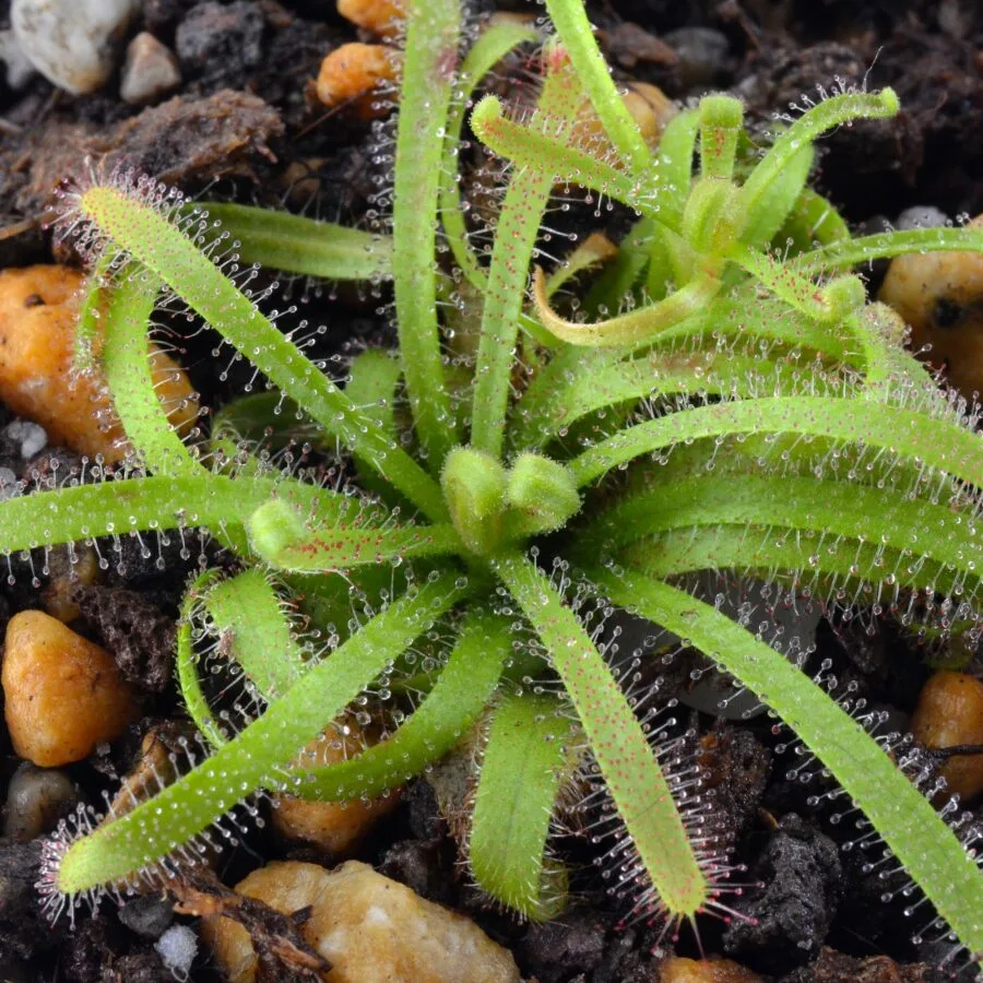 Drosera cistiflora "Salmon flower" [Moedverloor, Republic of South Africa]