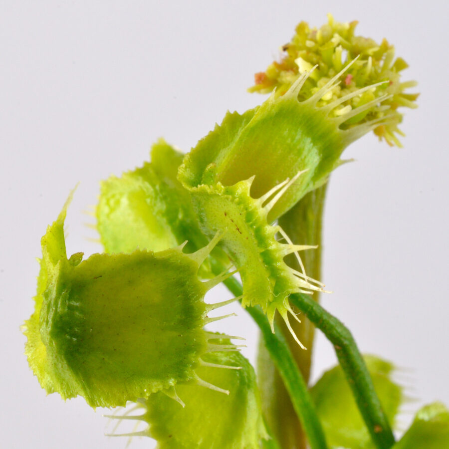 Dionaea Muscipula "Face Hugger" - immagine 11
