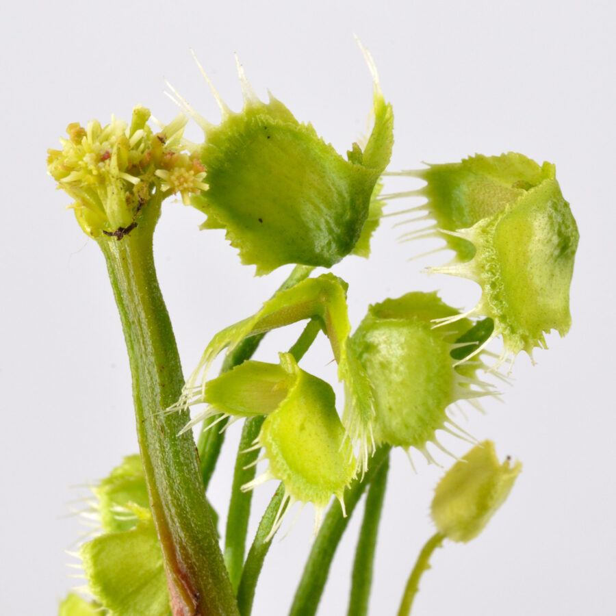 Dionaea Muscipula "Face Hugger" - Image 7