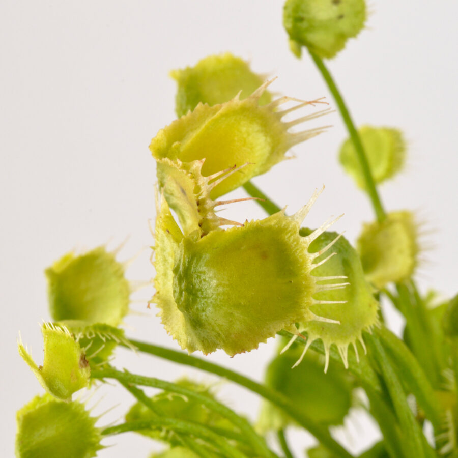 Dionaea Muscipula "Face Hugger" - Image 10
