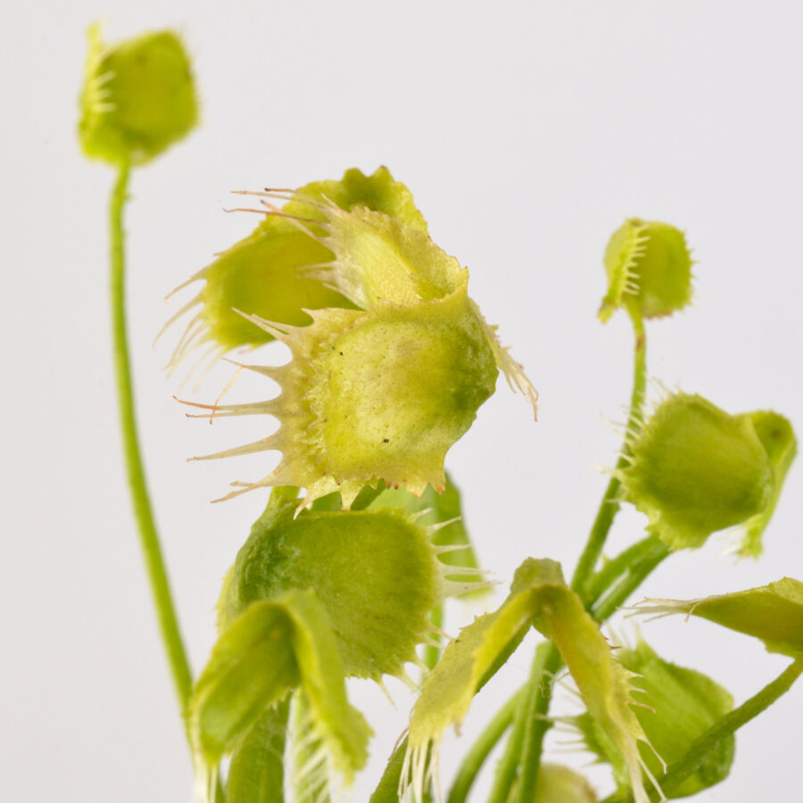 Dionaea Muscipula "Face Hugger" - Image 9