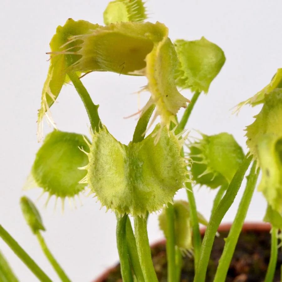 Dionaea Muscipula "Face Hugger" - immagine 8