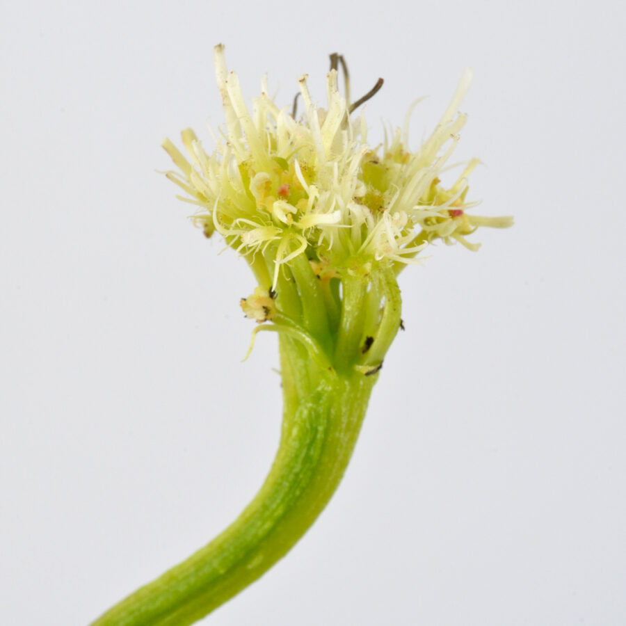 Dionaea Muscipula "Face Hugger" - Image 6