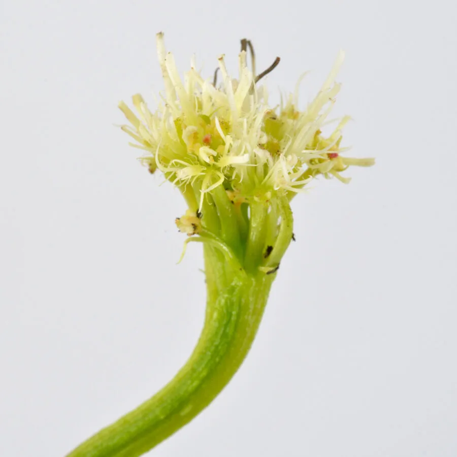 Dionaea Muscipula "Face Hugger" - immagine 6