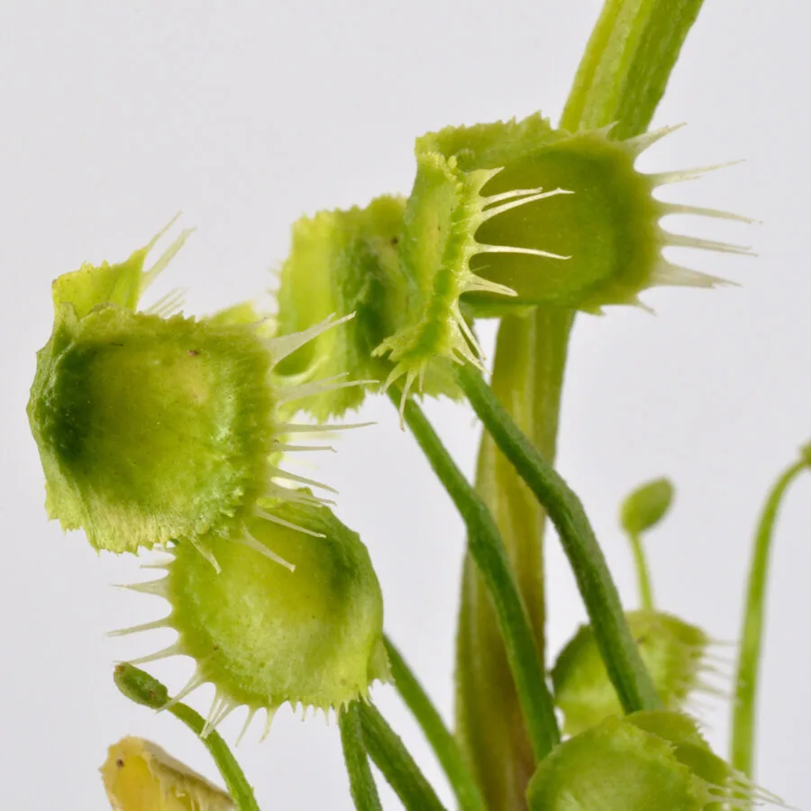 Dionaea Muscipula "Face Hugger" - immagine 2