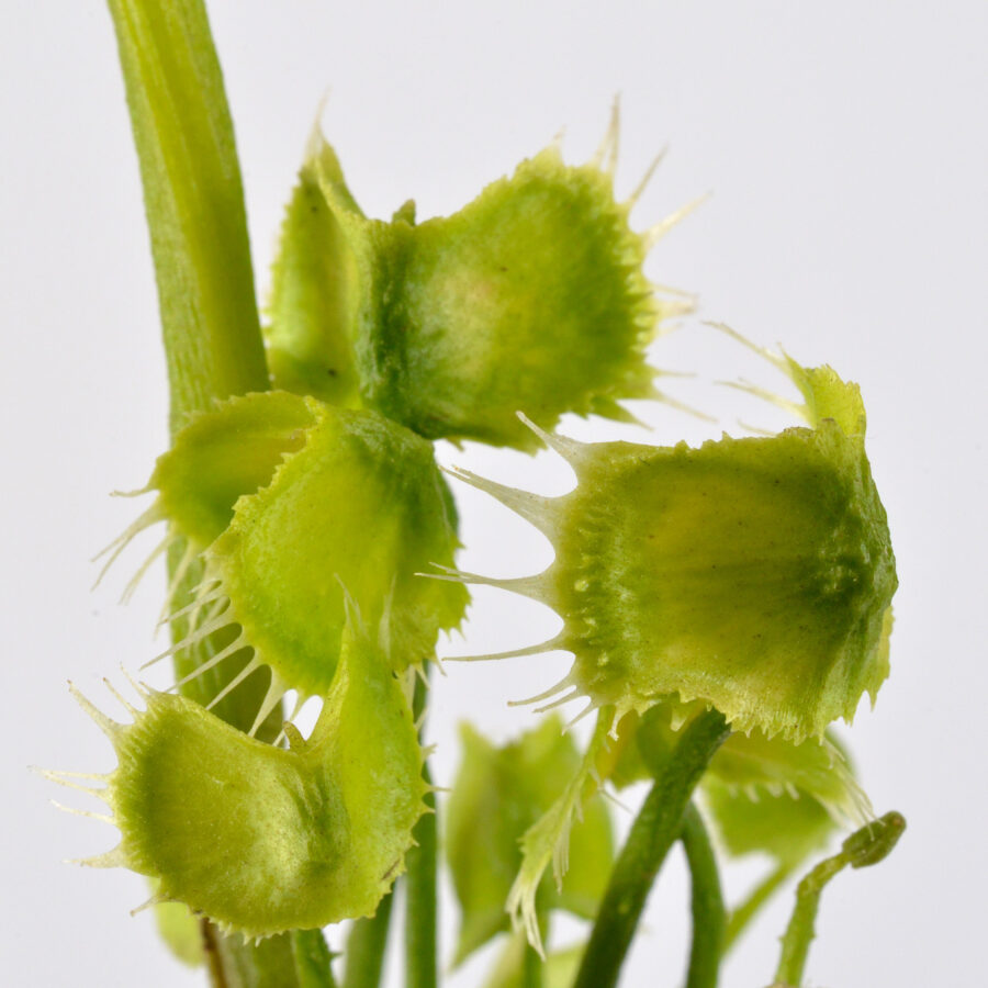 Dionaea Muscipula "Face Hugger" - Image 14
