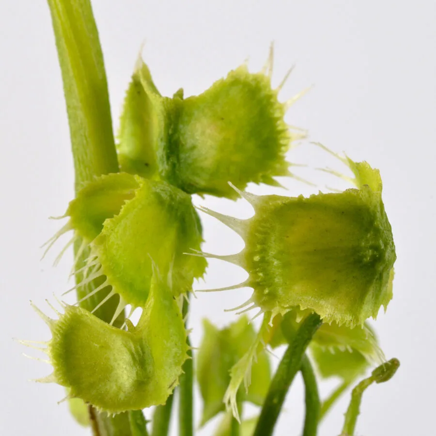 Dionaea Muscipula "Face Hugger" - immagine 14