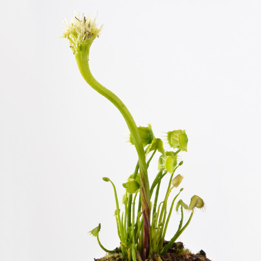 Dionaea Muscipula "Face Hugger" - Image 12