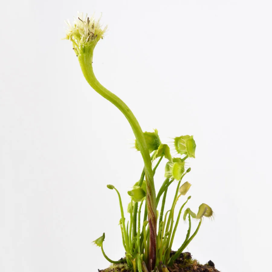 Dionaea Muscipula "Face Hugger" - immagine 12