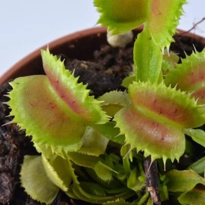 Dionaea Muscipula "Freaky Star"