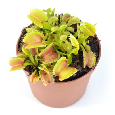 Dionaea Muscipula "GB01"