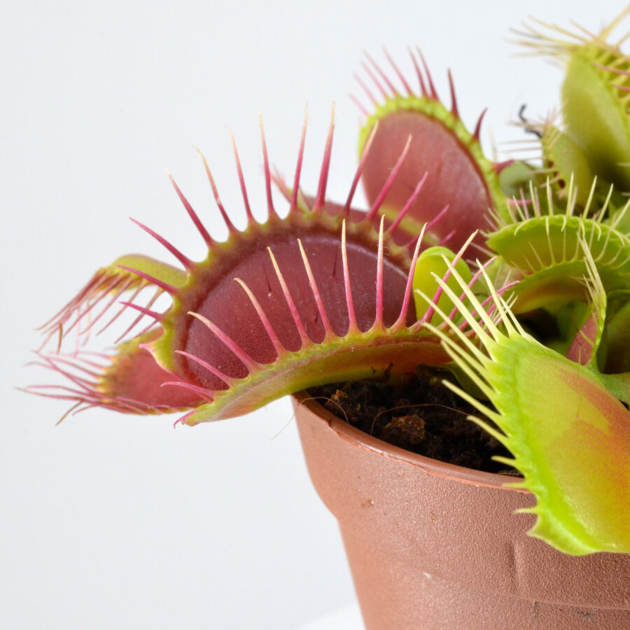 Dionaea Muscipula "Generalissimus" - immagine 4