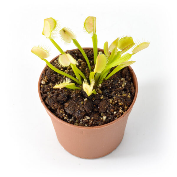 Dionaea muscipula Ghost x Adentate #1