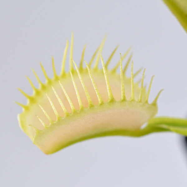Dionaea muscipula Ghost x Adentate #1