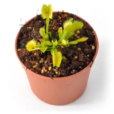 Dionaea muscipula Ghost x Adentate #10