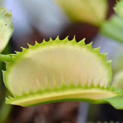 Dionaea muscipula Ghost x Adentate #10