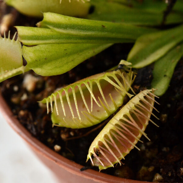 Dionaea muscipula "Ghost" x "Fused Teeth" #3