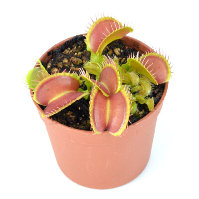 Dionaea Muscipula "Grande Gueule"