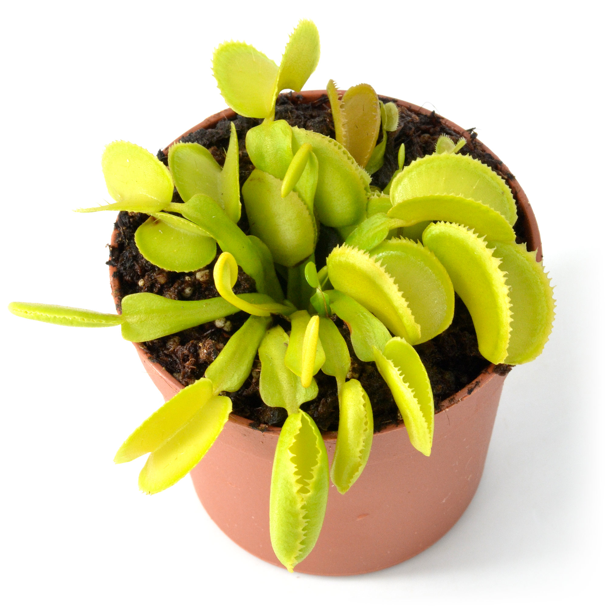Dionaea muscipula "Green Microdent"