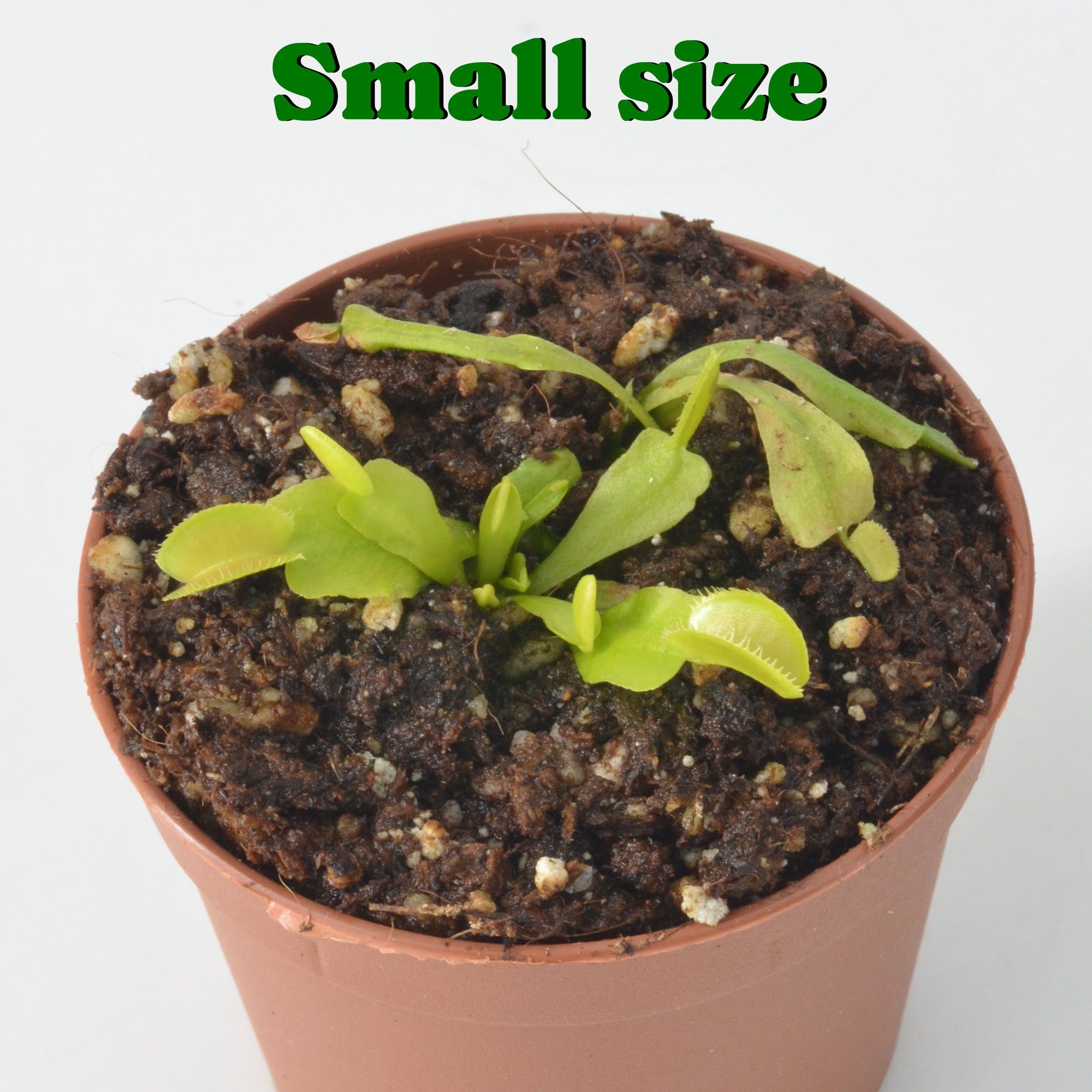 Dionaea muscipula "Green Microdent"