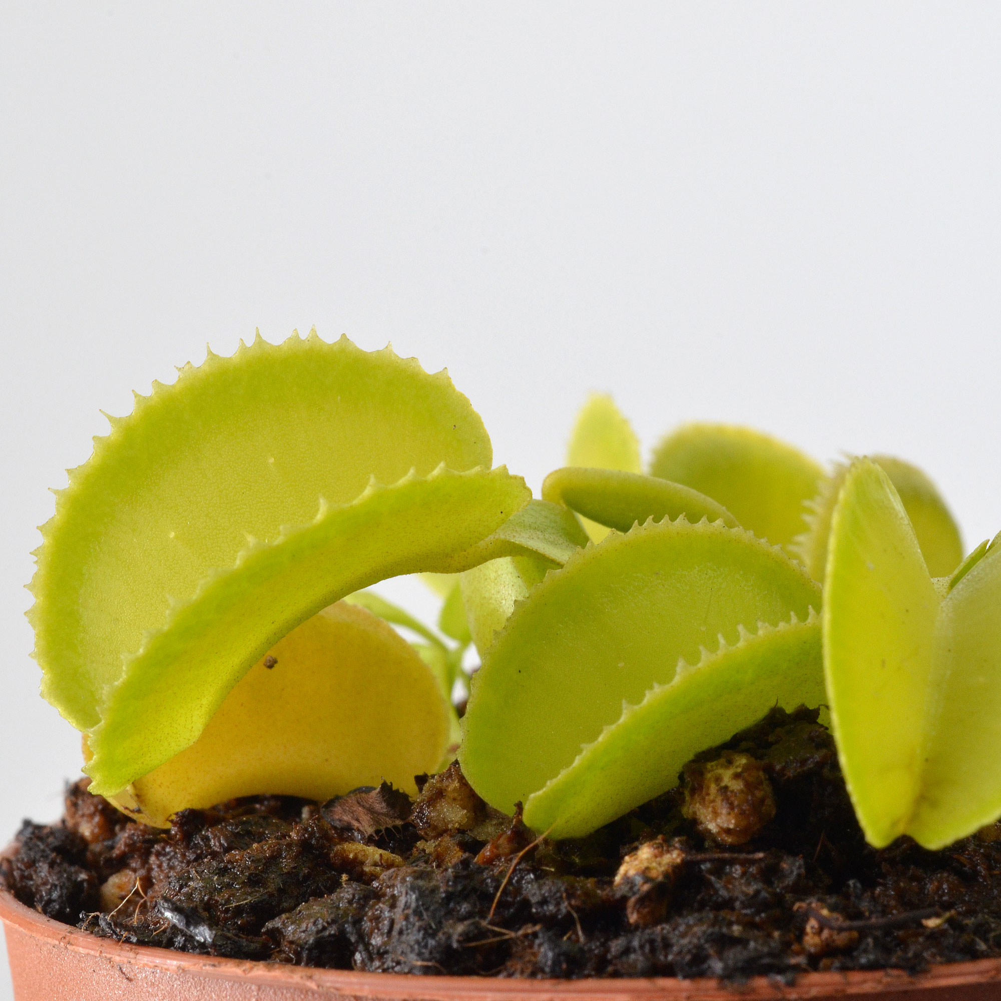 Dionaea muscipula "Green Microdent"