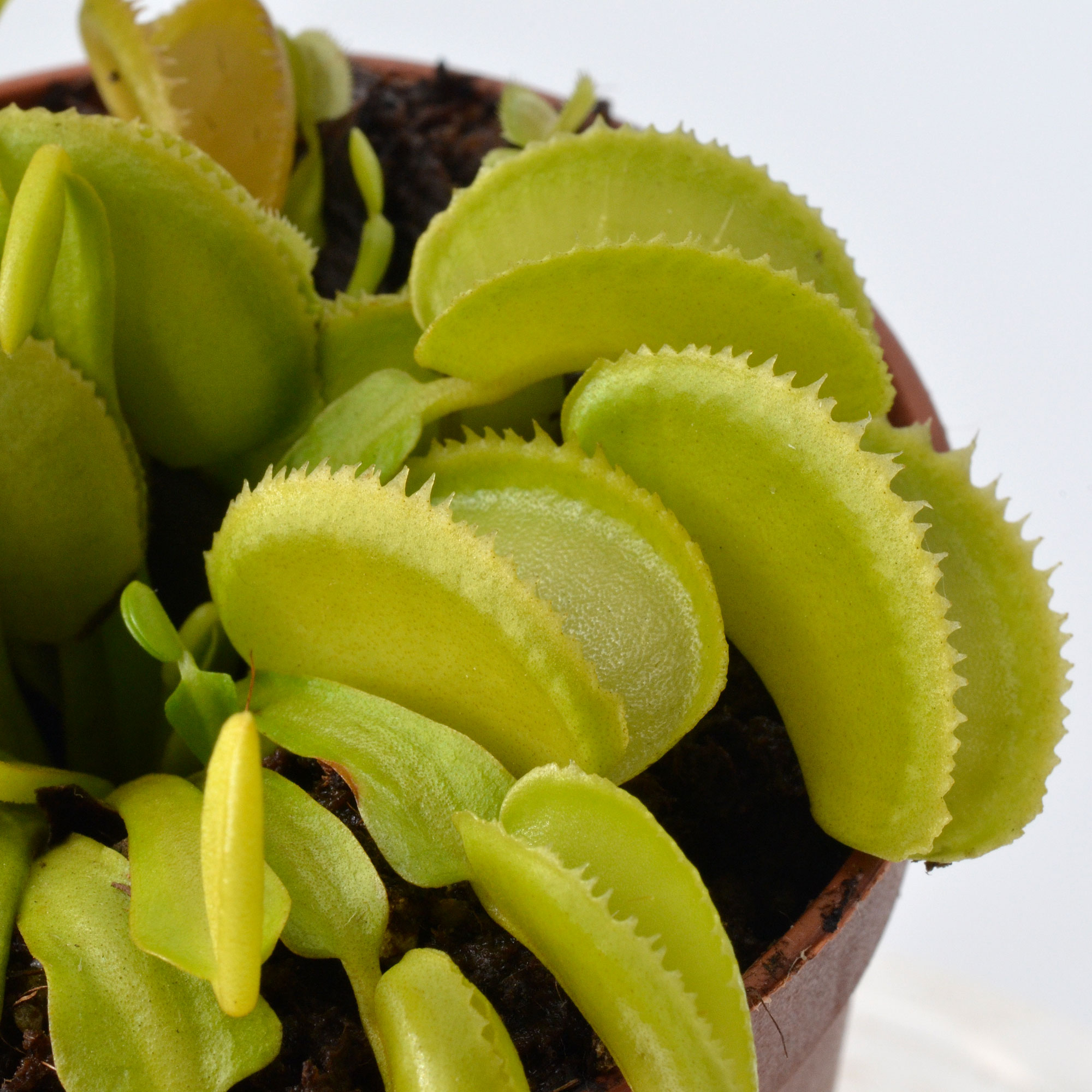 Dionaea muscipula "Green Microdent"