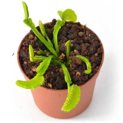 Dionaea muscipula "Green Mutant"
