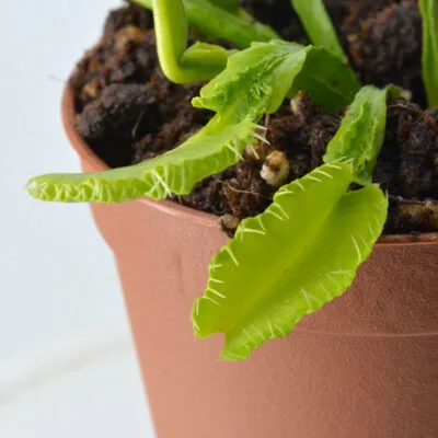 Dionaea muscipula "Green Mutant"