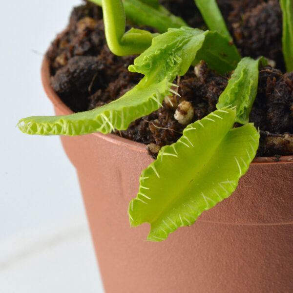 Dionaea muscipula "Green Mutant"