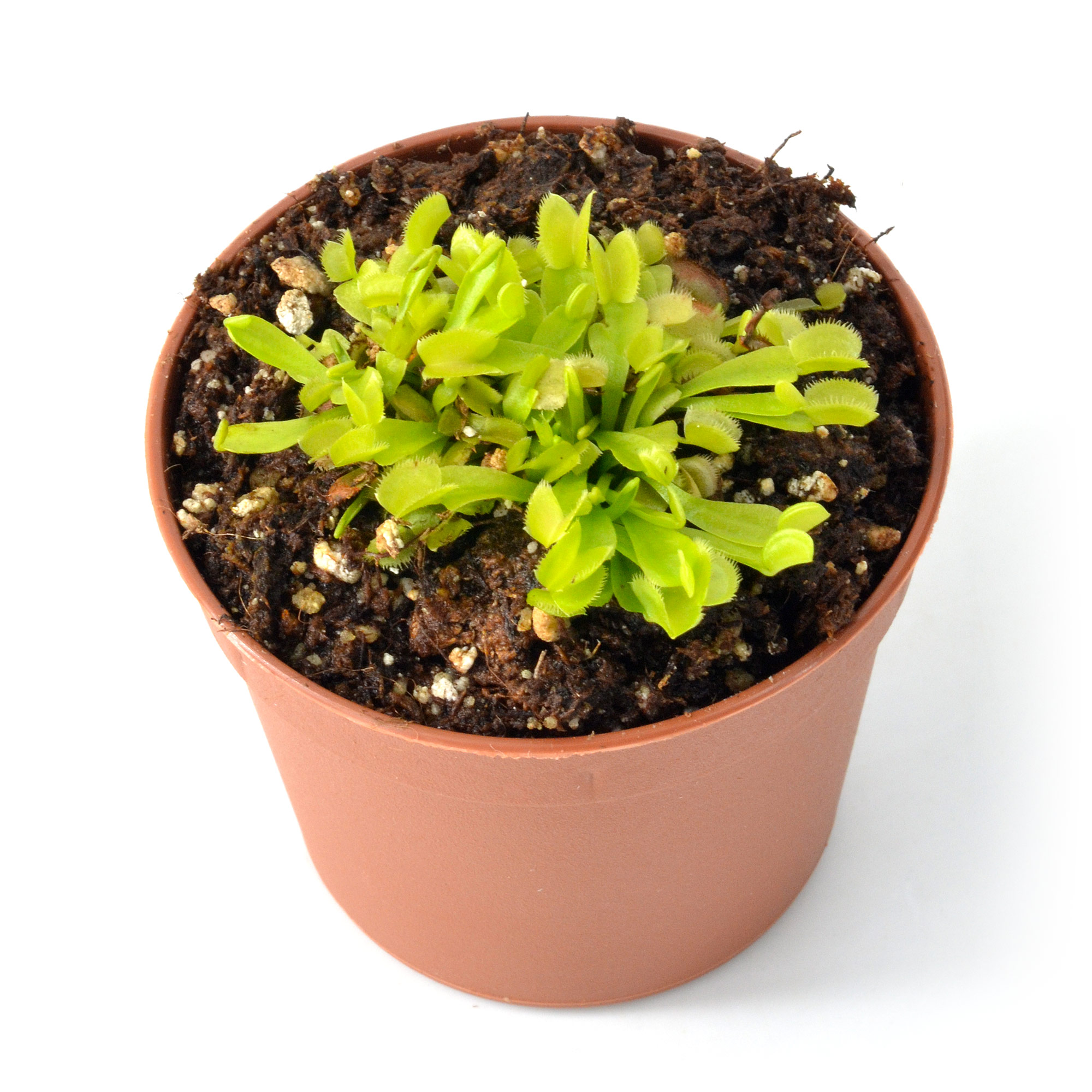 Dionaea muscipula "Green Sawtooth"