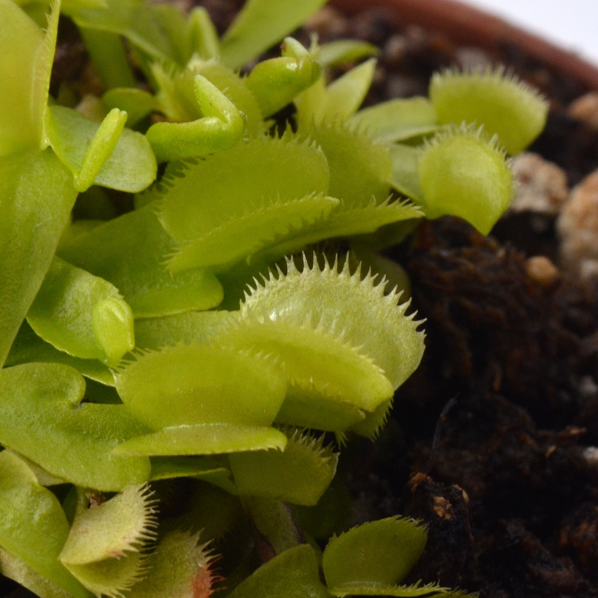 Dionaea muscipula "Green Sawtooth"