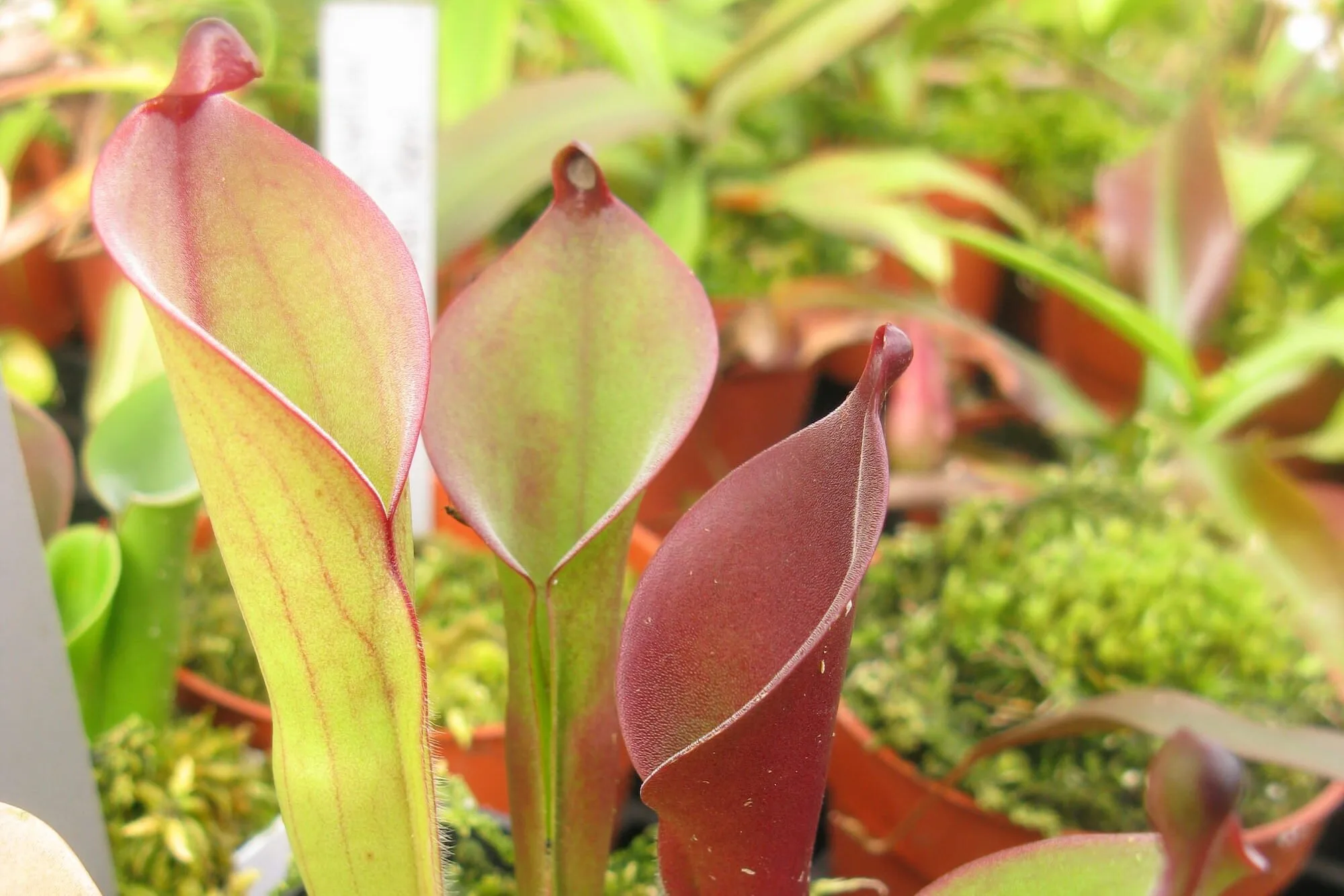 Heliamphora