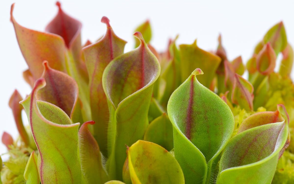 Heliamphora minor