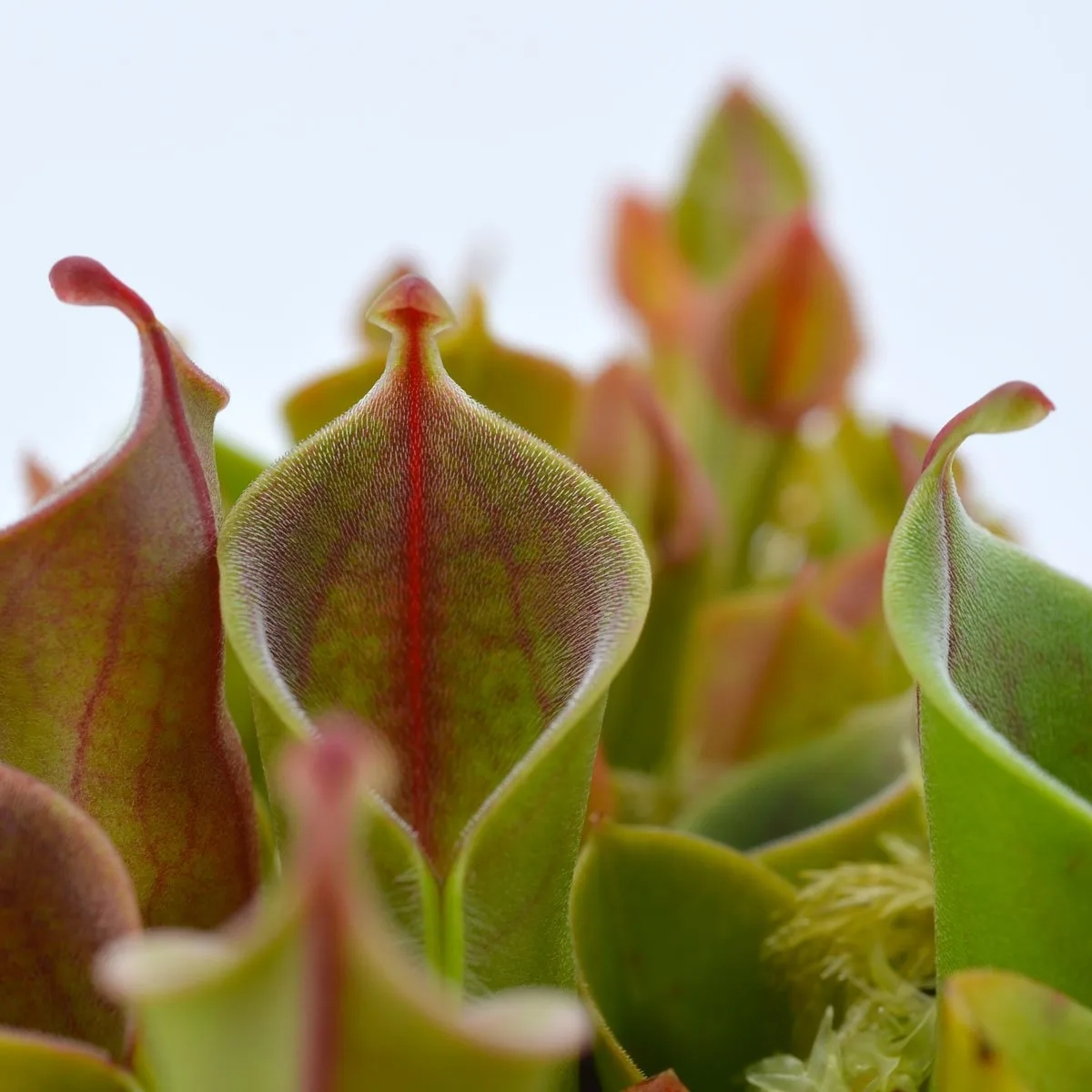 Heliamphora minor