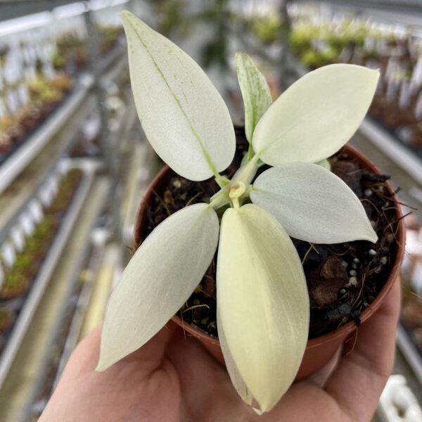 Philodendron “Florida Ghost”