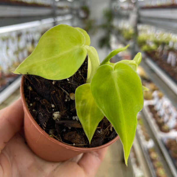 Philodendron “Bob CEE”
