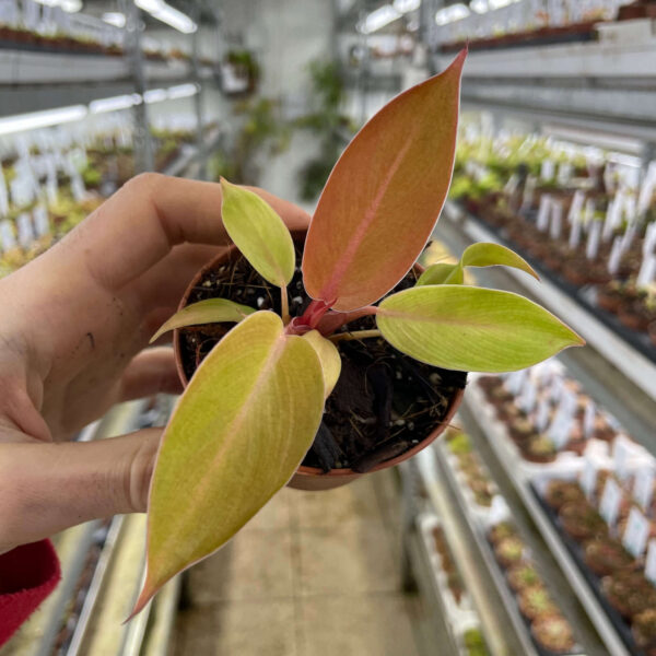 Philodendron “yellow flame”