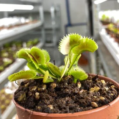 Dionaea muscipula "White Mamba II"