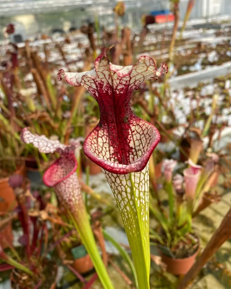 Leah Wilkerson x moorei Conecuh #6