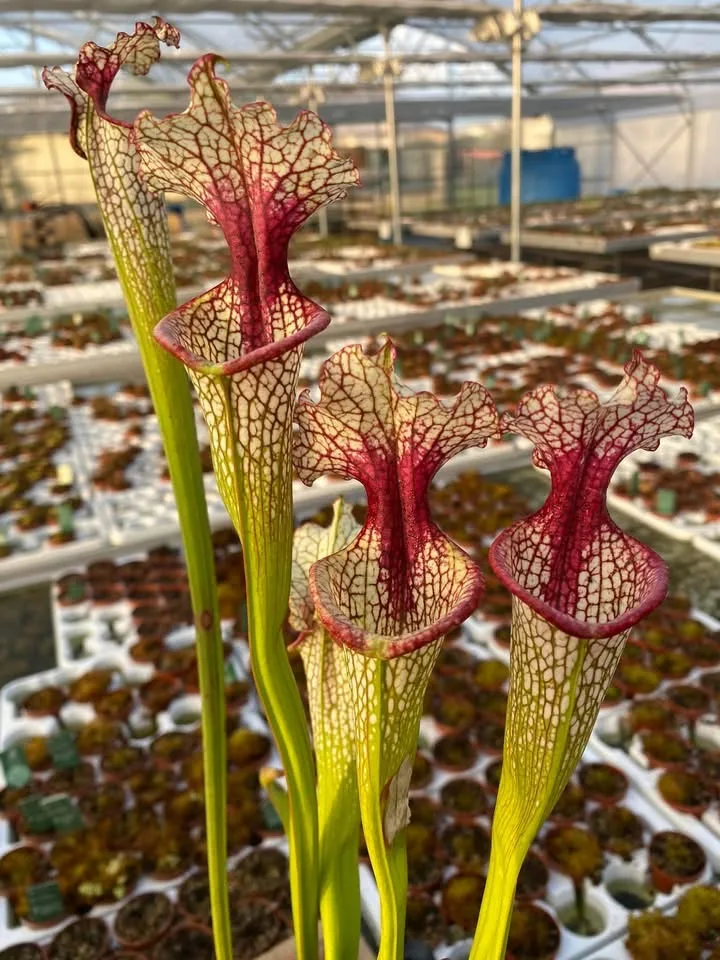 Leah Wilkerson x moorei Conecuh #6