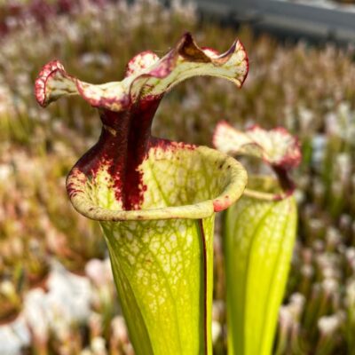 Sarracenia x “Macchia Nera”