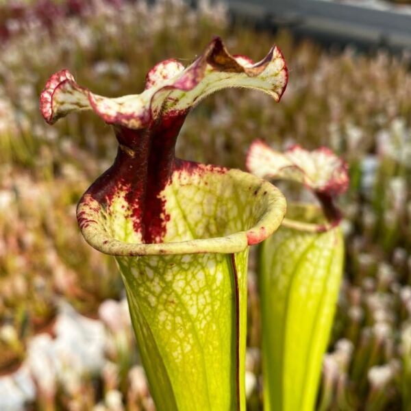 Sarracenia x “Macchia Nera”
