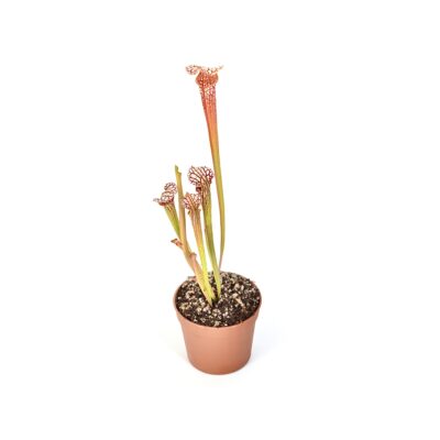 Sarracenia leucophylla {Purple and white giant form} [Route 71,Nr Altha, N. Florida] L19 MK x moorei 'Adrian Slack' [Milton area of western Florida] H113 #6