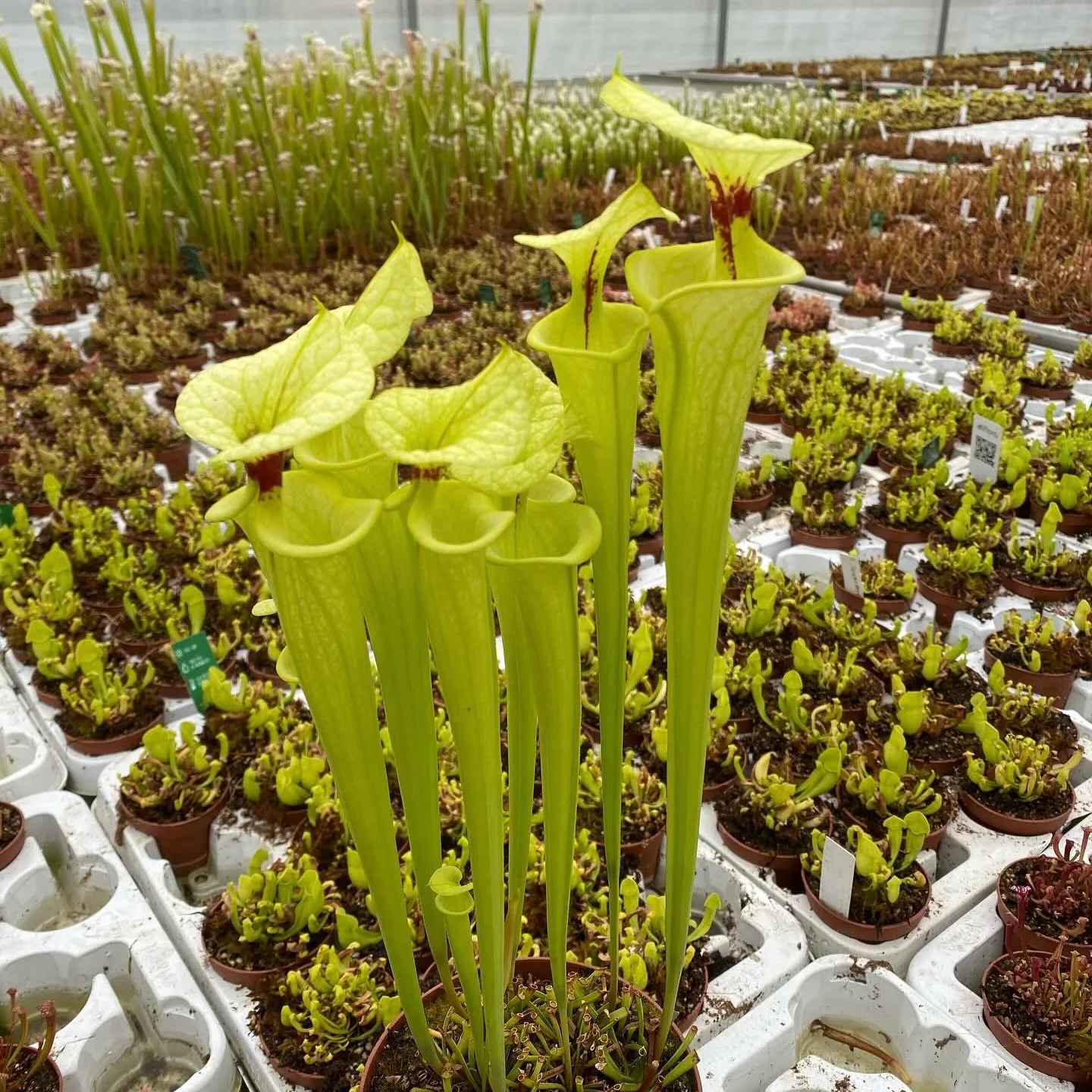 Sarracenia F199 MK x "Helen Mary" (A) DFH119