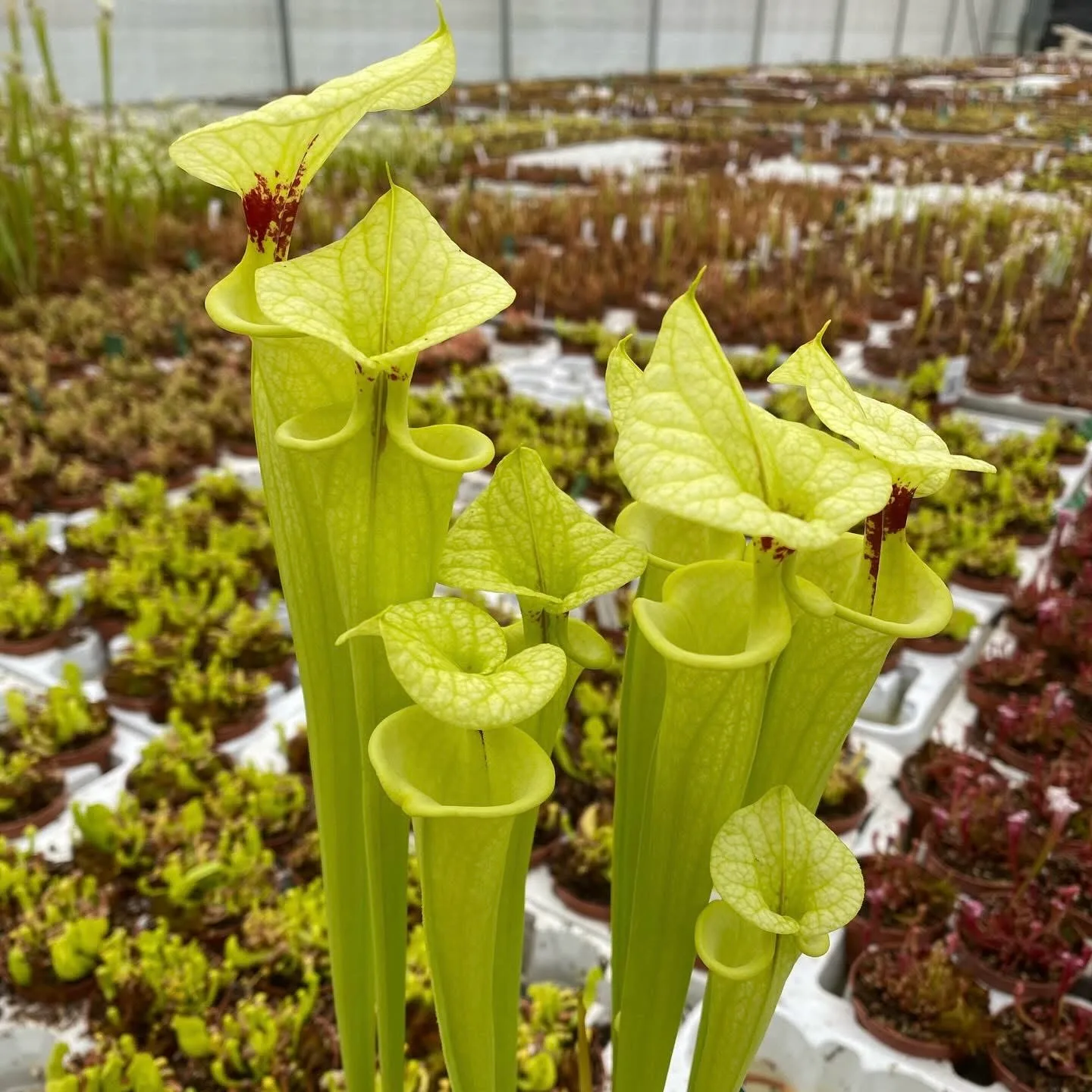 Sarracenia F199 MK x "Helen Mary" (A) DFH119